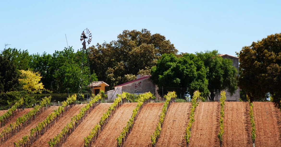 qué es un vino ecológico